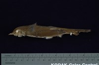 藏品(短翅樹鶯)的圖片